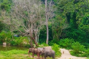 Cours de cuisine thaïlandaise et vie dans un sanctuaire naturel