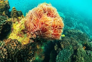 Best seller Phu Quoc Snorkeling Three Islands by Boat Tour