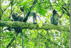 Da Ho Chi Minh all'isola di Phú Quốc: tour di 4 giorni e 3 notti a Cần Thơ