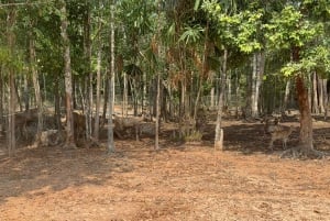 Parque temático Phu Quoc VinWonders y safari por la fauna salvaje