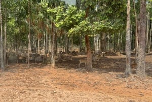 Parque temático Phu Quoc VinWonders y safari por la fauna salvaje