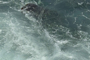 Phu Quoc: snorkeltour langs 3 eilanden met optioneel zeewandelen