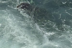 Visite de 4 îles de Phú Quốc avec téléphérique et parc aquatique