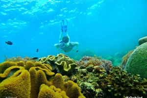 Phu Quoc: Coral Reef Snorkeling Tour with Sunset Dinner