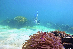 Phu Quoc: Coral Reef Snorkeling Tour with Sunset Dinner