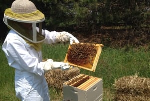 Phu Quoc: Customizable North or South Island Tour