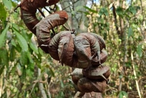 Passeio de caminhada em Phu Quoc: Parque Nacional - Vila de Pescadores