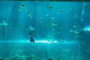 ニャチャン・ヴィンパール・ヴィンワンダー・セルフガイドツアー（送迎付き）