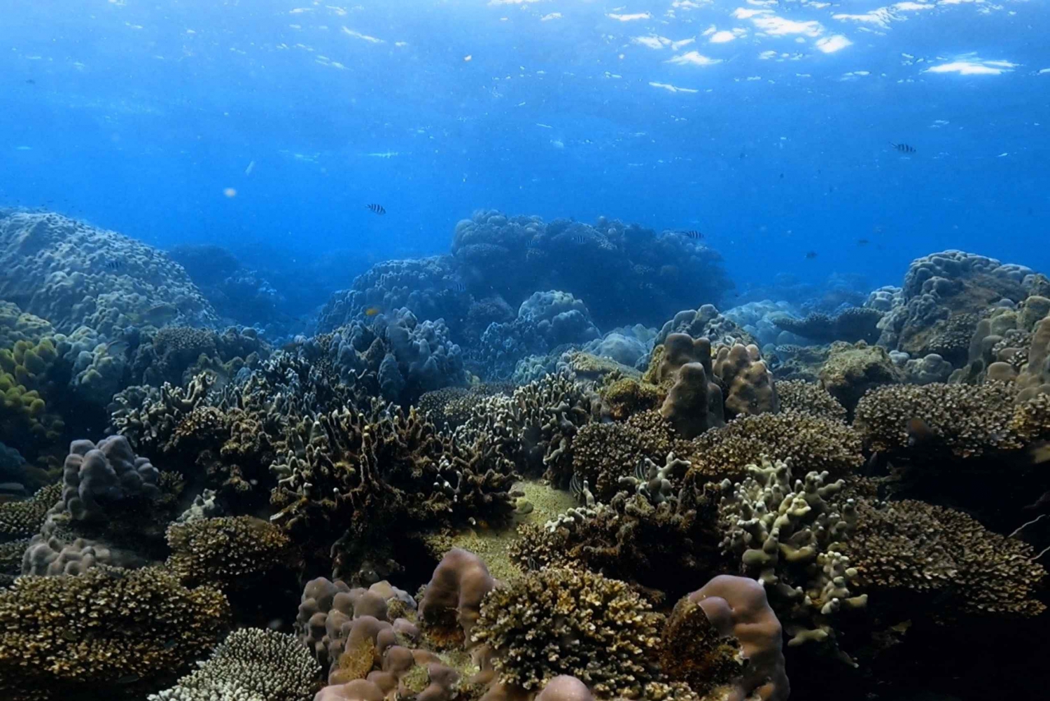 Phu Quoc Island: Scuba Diving