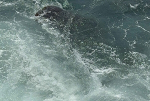 Tour de snorkel por las islas de Phu Quoc con teleférico y parque acuático