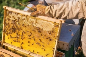 Phu Quoc: Northern Wonders & Starfish Beach – Half-Day Tour