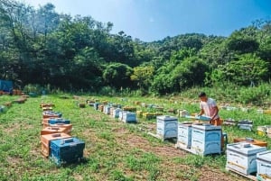 Phu Quoc: Northern Wonders & Starfish Beach – Half-Day Tour