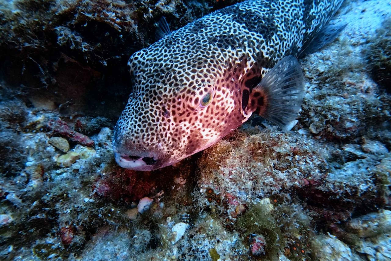 Phu Quoc: PADI Open Water Diver Course