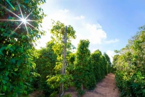 Phu Quoc: Private Half-Day City Tour with Hotel Pickup