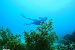 Phu Quoc: Pro-snorkling til 3 koralrev og strand (MAX 12)