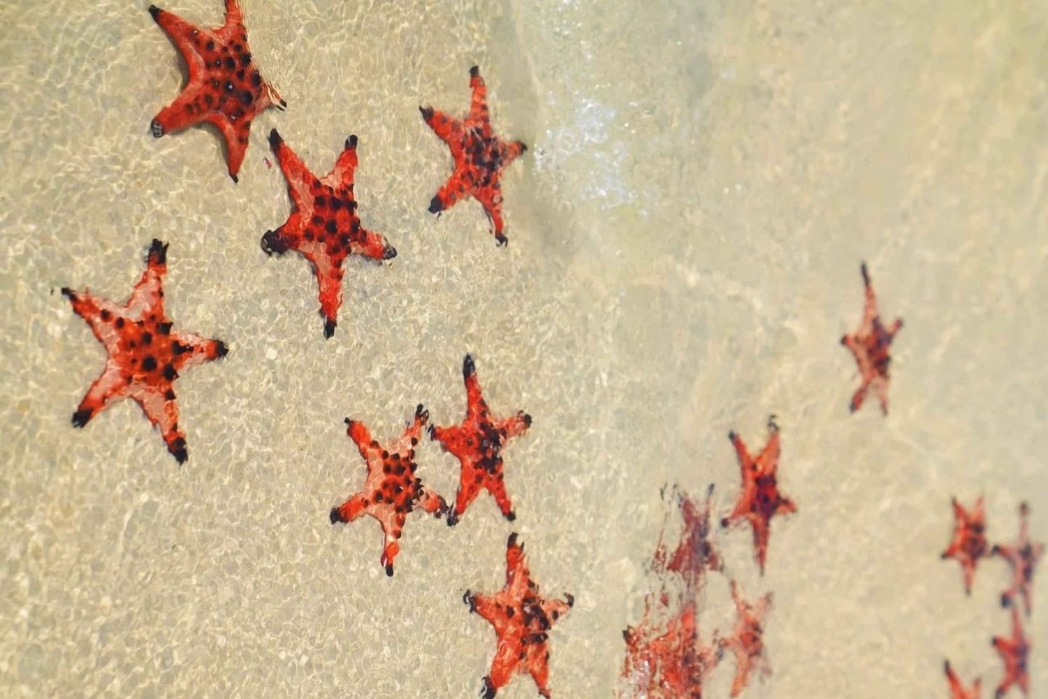 Phu Quoc: Rach Vem Starfish Kingdom & Cooking Experience