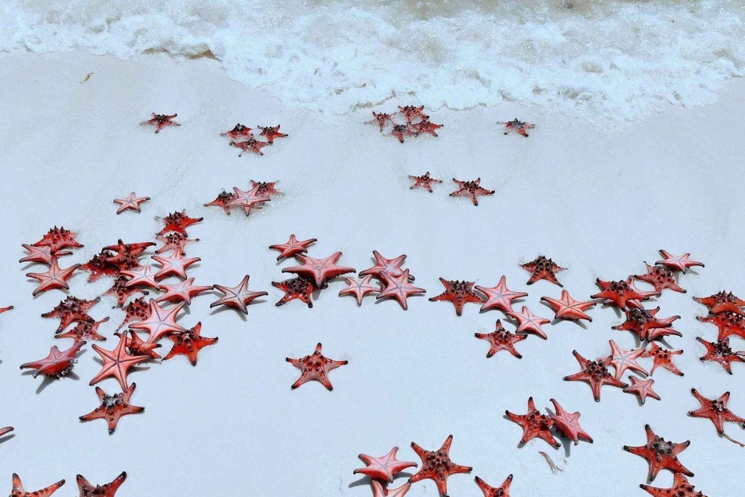 Phu Quoc: Rach Vem Starfish Kingdom & Cooking Experience