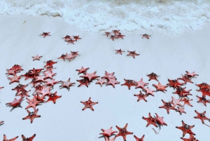 Phú Quốc: il regno delle stelle marine di Rach Vem e un'esperienza culinaria