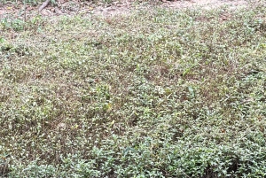 Phu Quoc: Safari, Grand World, Quintessence of Tonkin Tour