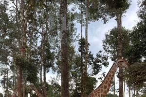 Phu Quoc: Safari, Grand World, Quintessence of Tonkin Tour