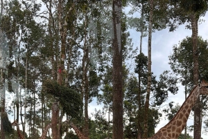 Phu Quoc: Safari, Grand World, Quintessence of Tonkin Tour