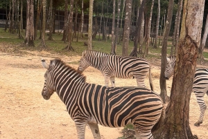 Phu Quoc: Safari, Grand World, Quintessence of Tonkin Tour