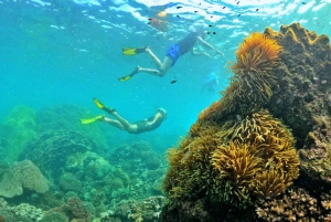 Phu Quoc Small-group Snorkeling to the Coral Jungle Reef