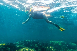 Phu Quoc: Snorkeling discover Southern, Northern Coral Reefs