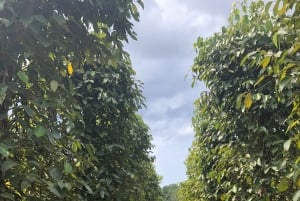 Phú Quốc : visite des temps forts du sud de l'île