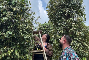 Phu Quoc: Starfish Beach, kajakpaddling och lunch på en dagsutflykt