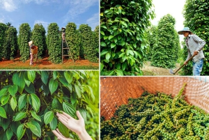 Phu Quoc: tour panoramico di un giorno del lato nord