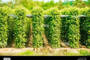 Phu Quoc: tour panoramico di un giorno del lato nord