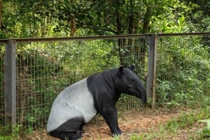 Parco a tema VinWonders e safari nella fauna selvatica di Phu Quoc