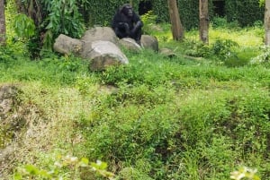 Parco a tema VinWonders e safari nella fauna selvatica di Phu Quoc