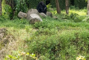 Parco a tema VinWonders e safari nella fauna selvatica di Phu Quoc