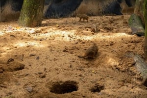 Parco a tema VinWonders e safari nella fauna selvatica di Phu Quoc