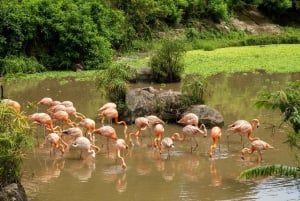 Parco a tema VinWonders e safari nella fauna selvatica di Phu Quoc