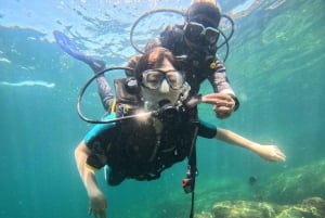 Pro-Guided Coral Reef Diving Experience