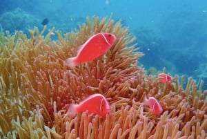 Phu Quoc Pro-Guided Coral Reef Diving Experience