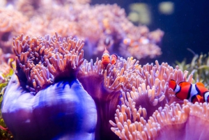 レッド リバー ツアー - フーコック島での海上ウォーキング体験