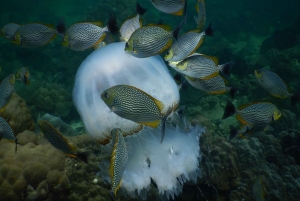 RedRiverTour- Upptäck 3 öar med linbana Phu Quoc