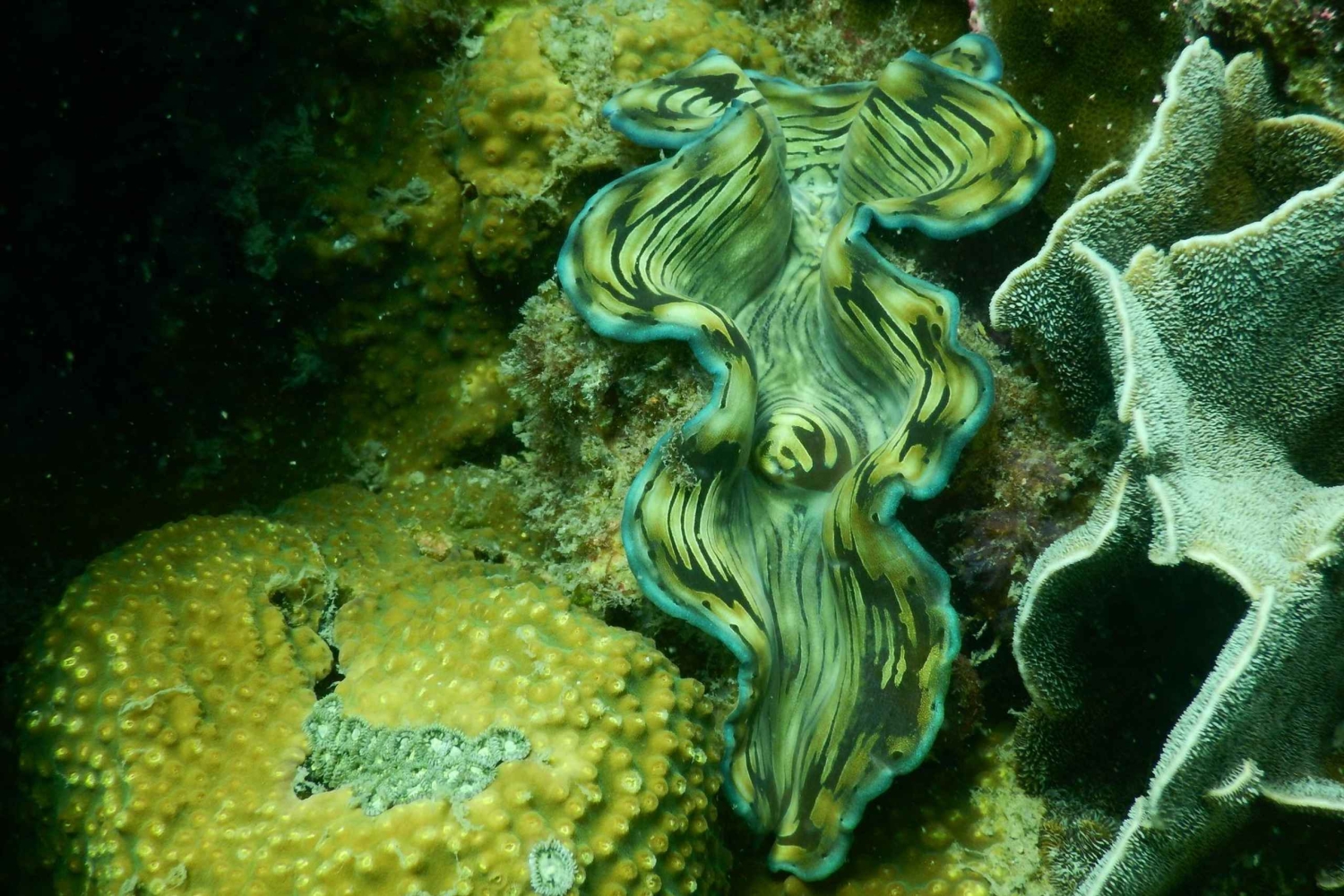 RedRiverTour-Discovery 3 öar, snorkling och fiske med båt