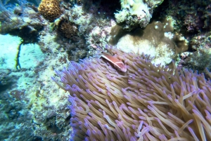 RedRiverTour-Discovery 3 öar, snorkling och fiske med båt