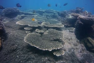 Scuba Diving - In The North of Phu Quoc