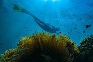 Tour freediving Phu Quoc: fascinating free-diving moments