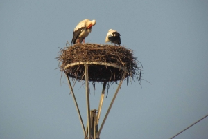 Aveiro : balade en gondole et plage de Costa Nova – tout compris.