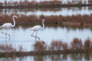 Aveiro : balade en gondole et plage de Costa Nova – tout compris.
