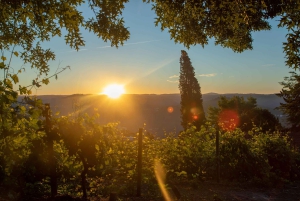 Vallée du Douro : visite privée et dégustation guidée de vins et d'huile d'olive