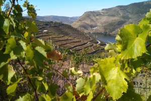 Douro-dalen og Amarante - fra Porto, Braga eller Guimarães