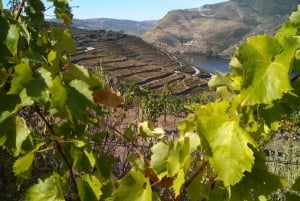 Dourodalen & Amarante - från Porto, Braga eller Guimarães